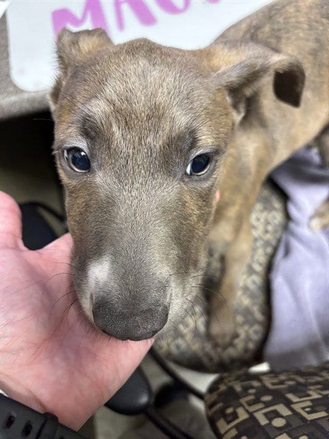 Photo of Kramer, adoptable Pit Bull Terrier in Plano, Texas