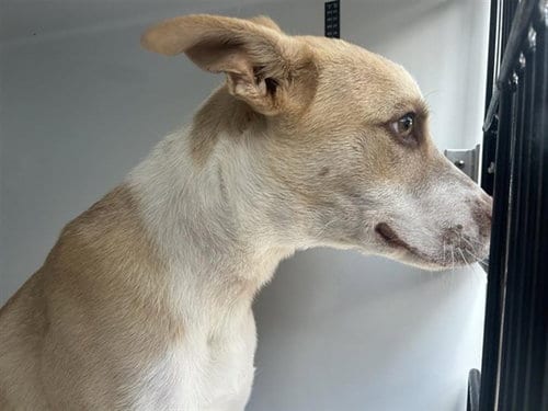 Photo of Bane, adoptable Pit Bull Terrier in Houston, Texas