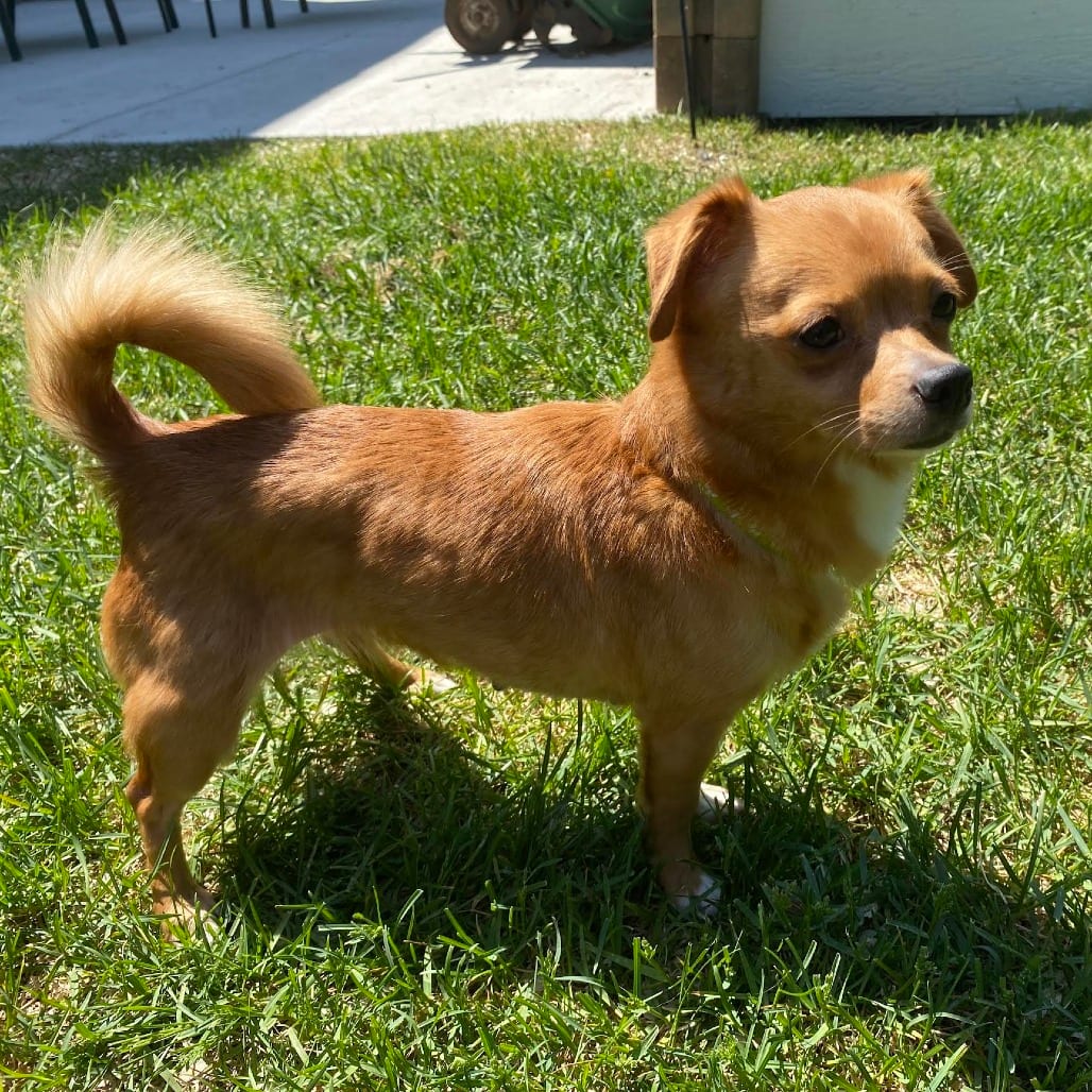 Photo of Cj D69408, adoptable Chihuahua / Mixed Breed (Small) in Minnesota, Minnesota