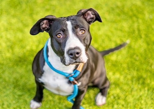 Photo of Morticia, adoptable Pit Bull Terrier in San Jose, California