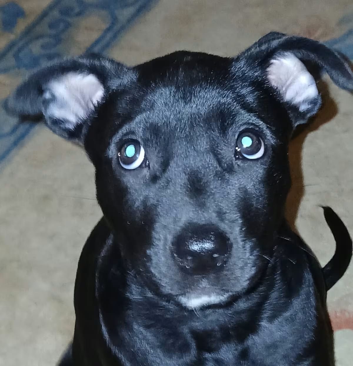 Photo of Raven, adoptable Belgian Malinois Mixed Breed (Medium) in Overland Park, Kansas