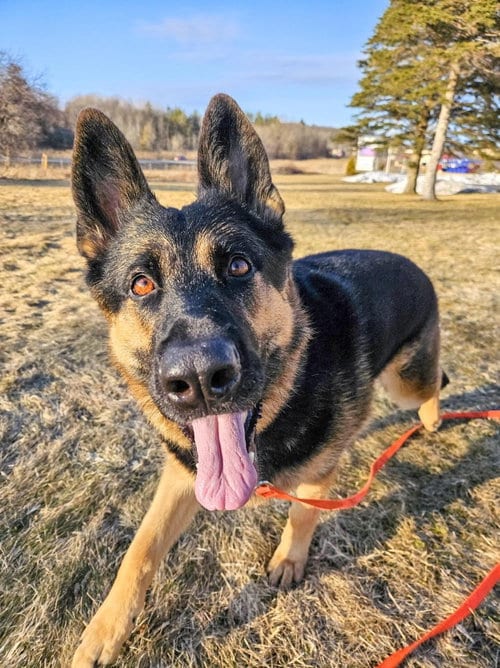 Photo of Java, adoptable German Shepherd Dog in Gloversville, New York
