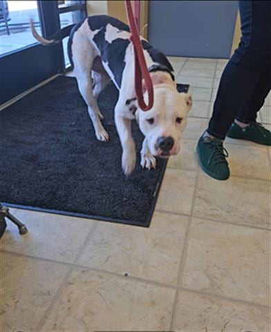 Photo of A071069, adoptable Pit Bull Terrier in Norfolk, Virginia