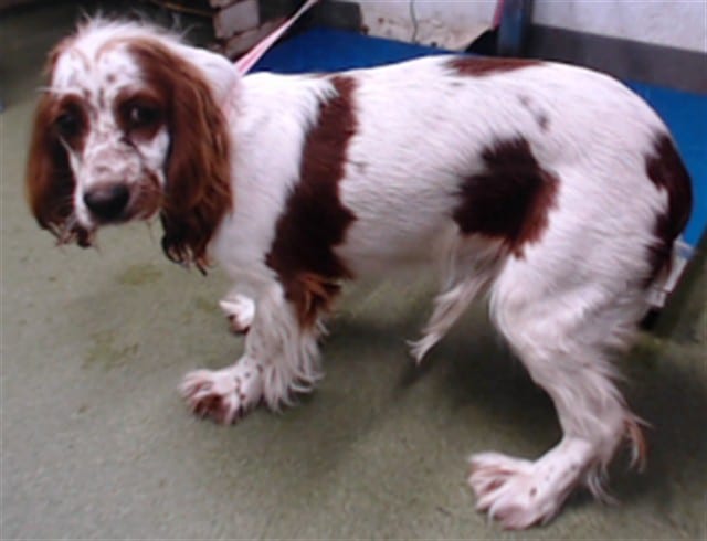 Photo of Senior Cocker Spaniel, adoptable Cocker Spaniel in Devore, California