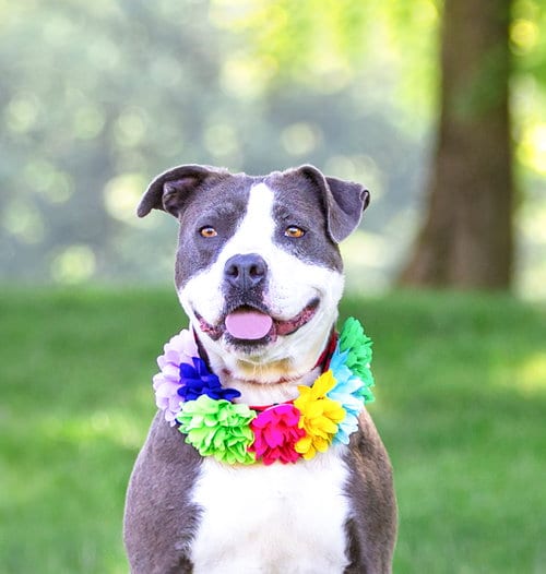 Photo of Stormy, adoptable Terrier in Unionville, Pennsylvania