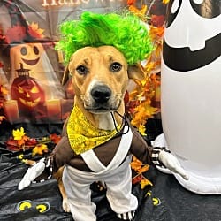 Photo of Donut, adoptable Hound (Unknown Type) in Bryant, Arkansas