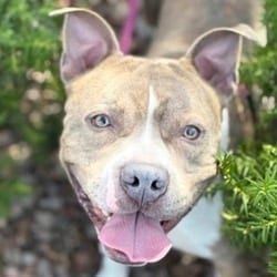 Photo of Russell, adoptable Terrier (Unknown Type, Medium) in Syracuse, New York