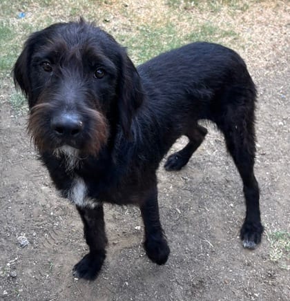 Photo of Ron, adoptable Terrier/Mix in The Colony, Texas