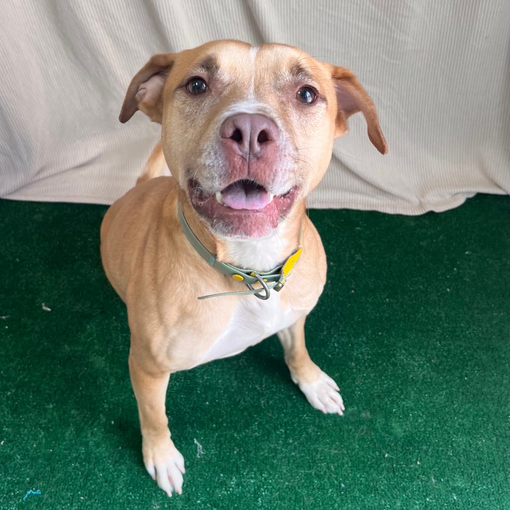 Photo of Hunter, adoptable Mixed Breed (Large) in Columbus, Georgia