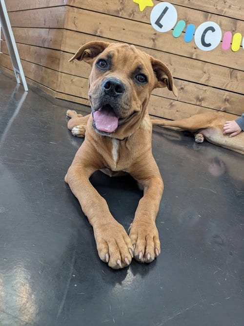 Photo of Roo, adoptable Cane Corso Mastiff in Vail, Arizona
