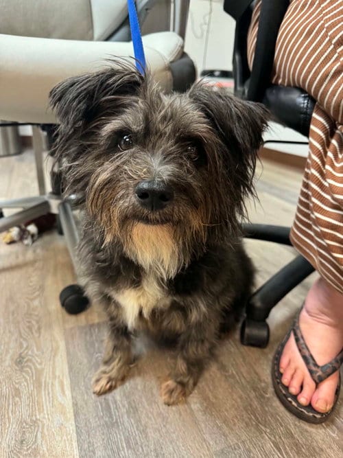 Photo of TUK, TUK (Tucker), adoptable Yorkshire Terrier Yorkie in Woodsfield, Ohio