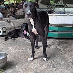 Photo of Riley, adoptable Great Dane in Bullard, Texas