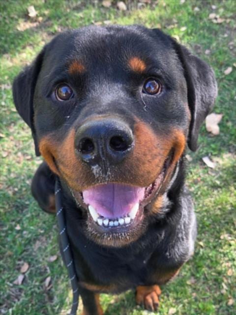 Photo of Paco, adoptable Rottweiler in Woodland, California