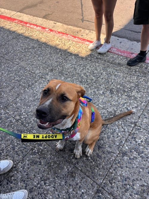 Photo of Deks, adoptable Pit Bull Terrier in Chula Vista, California
