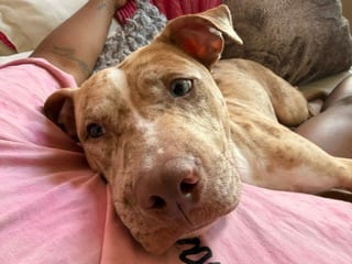 Photo of Peanut, adoptable dog in Atlanta, Georgia