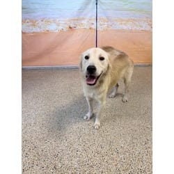 Photo of Light, adoptable Golden Retriever German Shepherd Dog in Doral, Florida