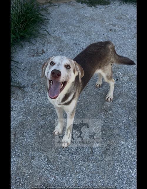 Photo of Hamilton, adoptable Siberian Husky mix in Chicago Ridge, Illinois