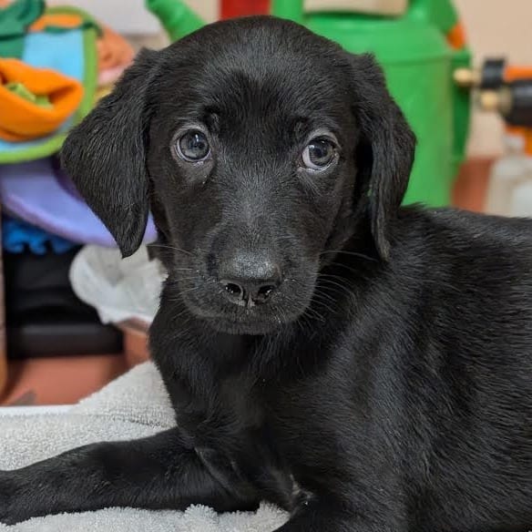 Photo of Kiara-In foster, adoptable Retriever in Springfield, Massachusetts