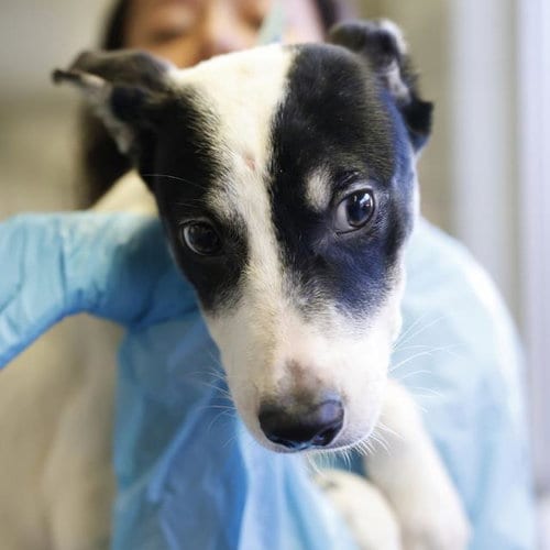 Photo of Parker, adoptable Italian Greyhound in San Antonio, Texas