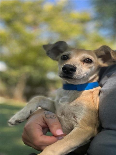 Photo of Jonie, adoptable Chihuahua in Chatsworth, California