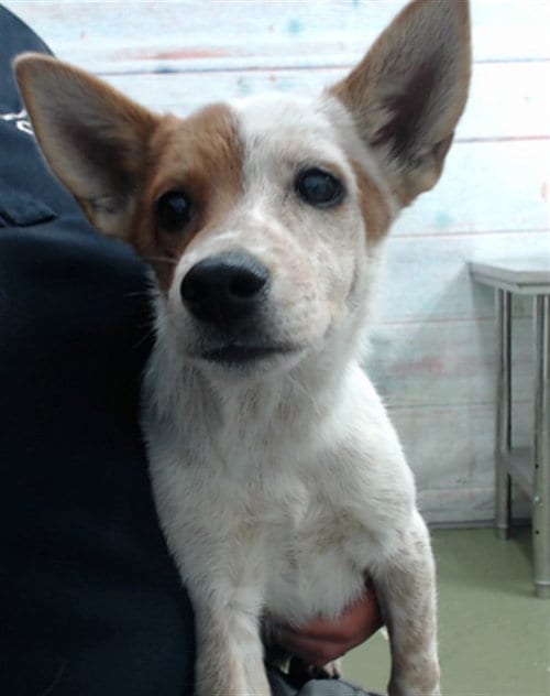 Photo of Alexandra, adoptable Australian Cattle Dog/Blue Heeler in San Bernardino, California