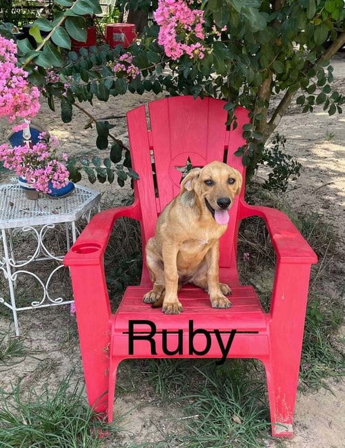 Photo of Ruby, adoptable Shepherd in FRAMINGHAM, Massachusetts