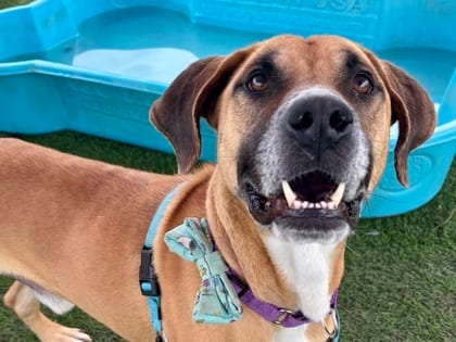 Photo of Mufasa, adoptable dog in Georgetown, Texas