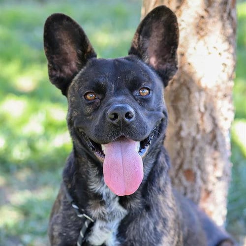 Photo of Willy, adoptable Pit Bull Terrier in Modesto, California