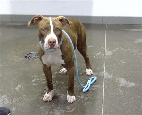 Photo of Cheddar, adoptable American Pit Bull Terrier in Mesa, Arizona
