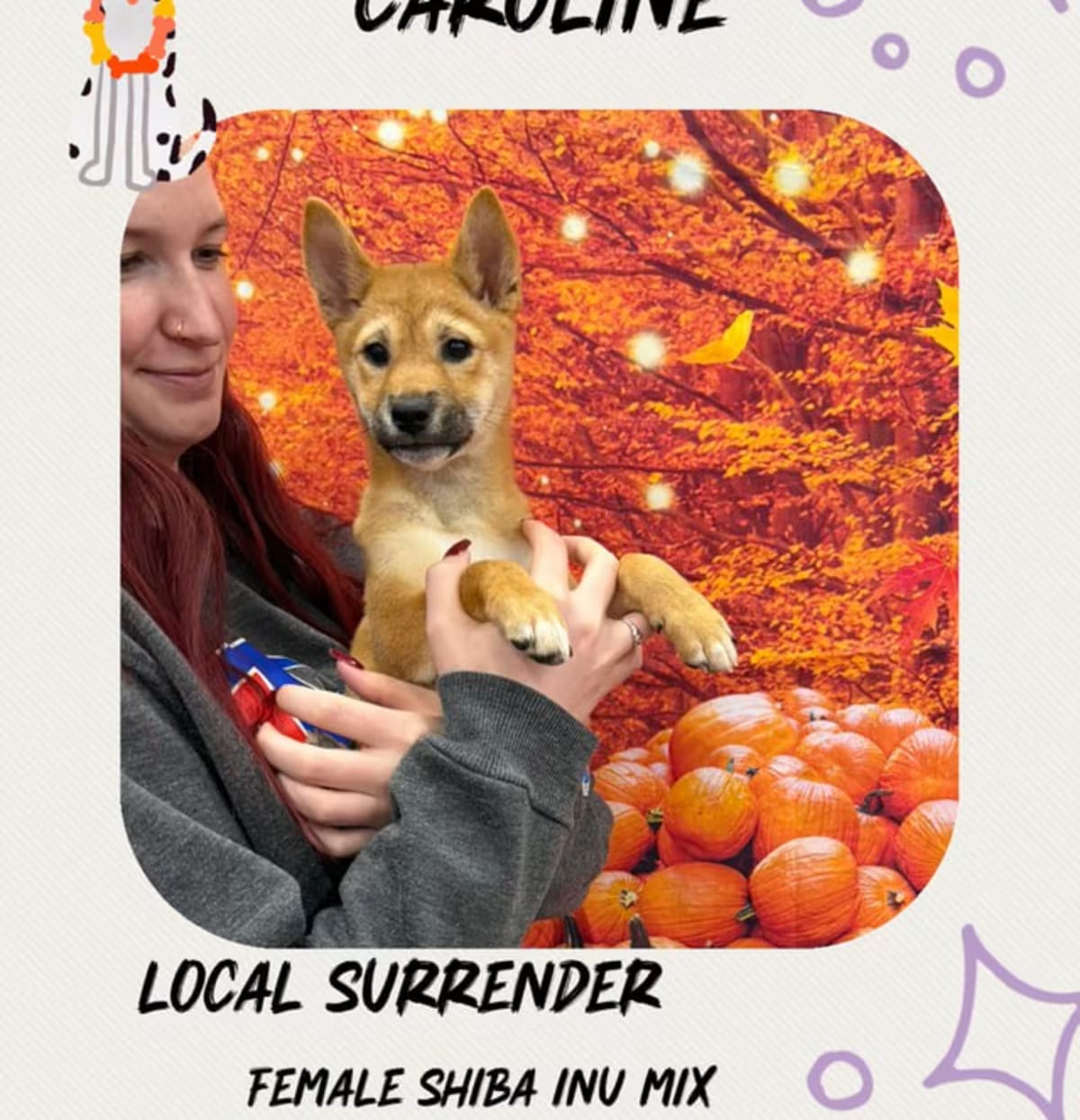 Photo of Caroline, adoptable Shiba Inu in Manchester, Connecticut
