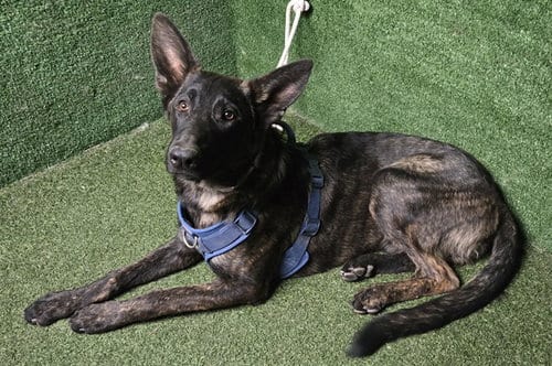 Photo of Buster, adoptable German Shepherd Dog in Lancaster, California