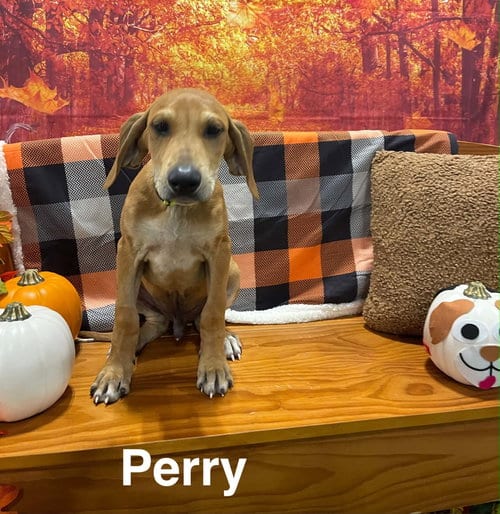 Photo of Perry (P litter), adoptable Great Pyrenees in Holly Springs, North Carolina