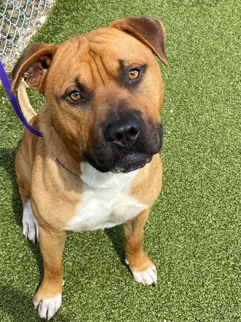 Photo of Truck, adoptable Pit Bull Terrier in Fayetteville, North Carolina