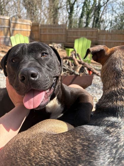 Photo of Yoda, adoptable dog in Atlanta, Georgia