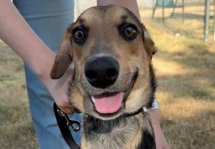 Photo of Robo Cop, adoptable dog