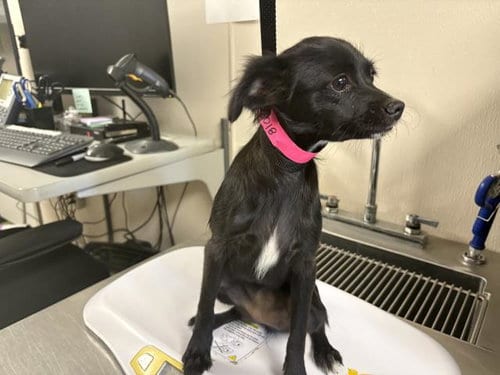 Photo of A256018, adoptable Chihuahua in Visalia, California