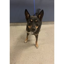 Photo of Nate, adoptable Terrier (Unknown Type, Medium) in Doral, Florida