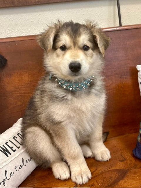 Photo of Tess, adoptable Shepherd in Webster, Wisconsin