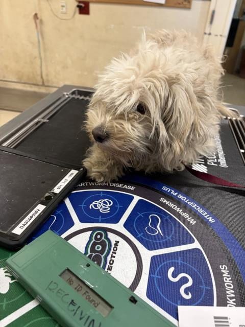 Photo of Ella, adoptable Terrier in Riverside, California