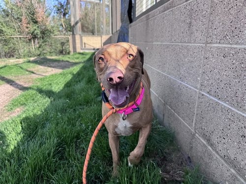 Photo of Vera, adoptable Vizsla in Denver, Colorado