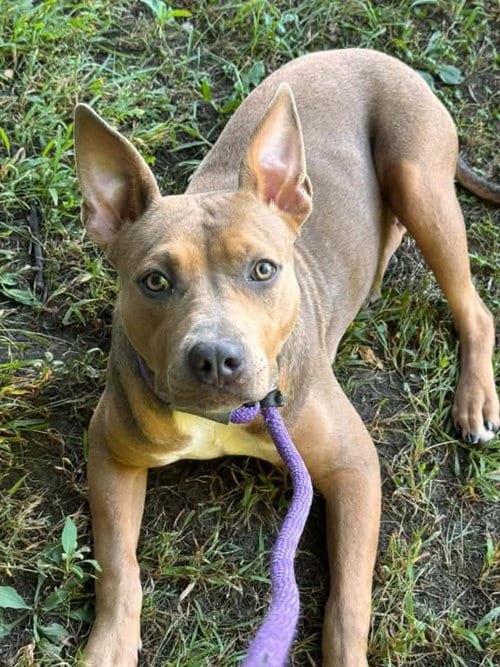 Photo of Elaris, adoptable Pit Bull Terrier in Crete, Illinois