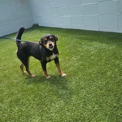 Photo of Lady Gaba 2092, adoptable Mixed Breed (Medium) in Loxahatchee, Florida