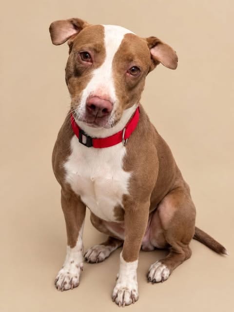 Photo of Abby, adoptable American Pit Bull Terrier in Inglewood, California
