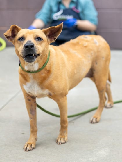 Photo of March Ice, adoptable dog in Chamblee, Georgia
