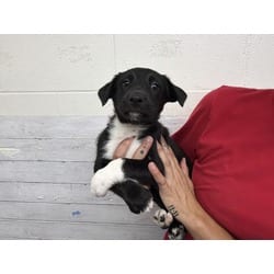 Photo of Rhymes, adoptable German Shepherd Dog in San Bernardino, California
