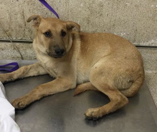Photo of Almond, adoptable Chinese Shar-Pei in Riverside, California