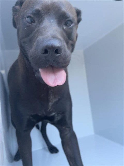 Photo of A662367, adoptable Labrador Retriever in Houston, Texas