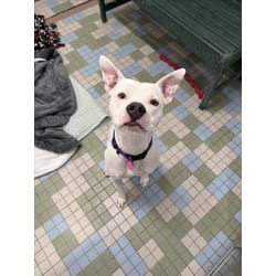 Photo of Bamboo, adoptable American Staffordshire Terrier in Loveland, Colorado