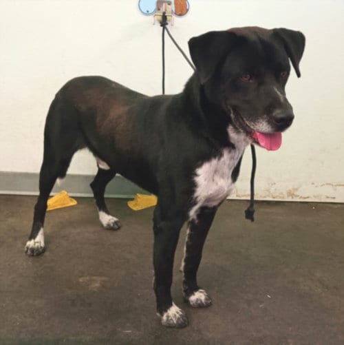 Photo of Kevin, adoptable Pit Bull Terrier in Los Angeles, California