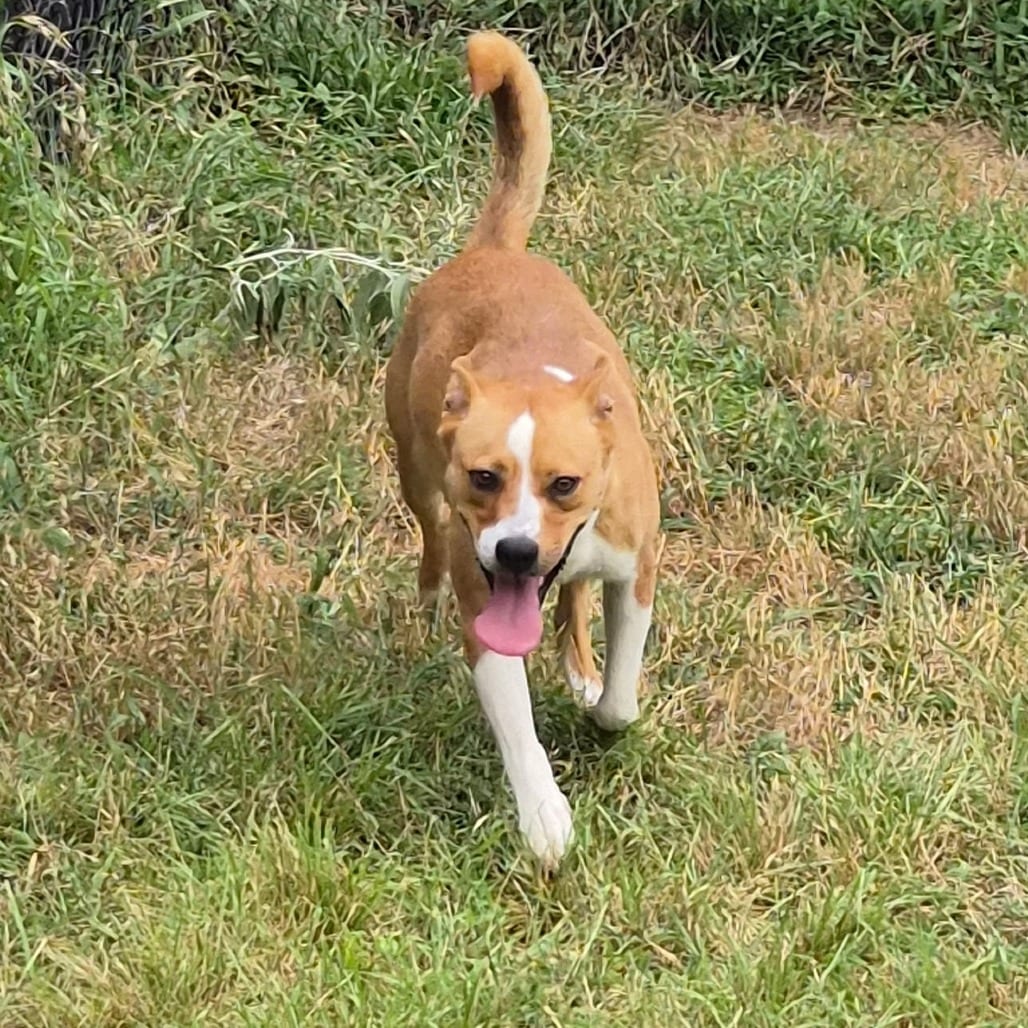 Photo of Birdie, adoptable Pointer / Mixed Breed (Medium) in Houston, Texas